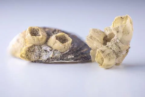 Close-up view of two barnacles attached to a seashell, showcasing their uni.. Stock Photos