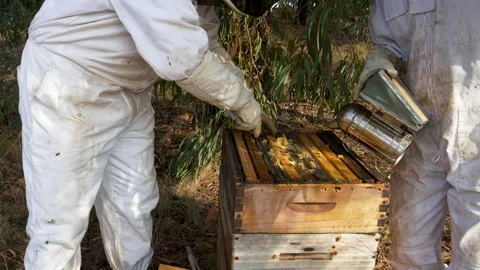 Close-up view of two Beekeepers removing the hive frame from an African honey Stock Footage 132704969