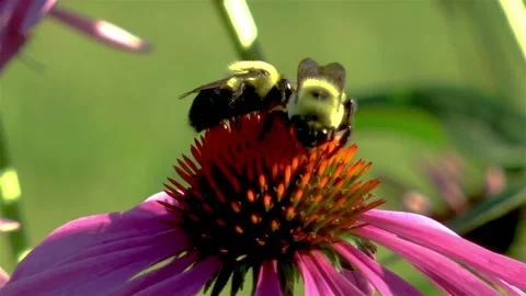 Close-up view of two bees on an Echinacea Purpurea flower. Stock Footage 145568287