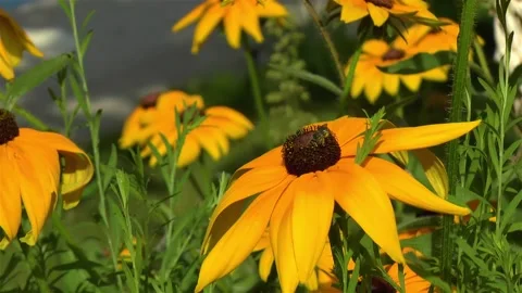 Close-up view of two bees on a Rudbeckia Hirta Black Eyed Susan flower. 스톡 동영상 145374993