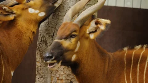 Close up view of two bongo bongo antelope  Stock Footage 261250066