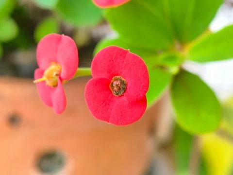 Close-up view of two bright pinkish-red Crown of Thorns flowers (Euphorbia .. Stock Photos