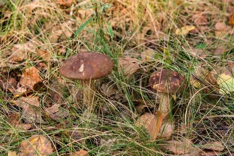 Close up view of two brown cap boletus growing in forest. Foto stock