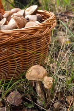 Close up view of two brown cap boletus growing in forest. Stock Photos