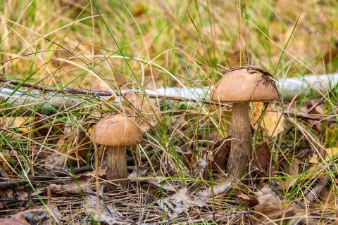 Close up view of two brown cap boletus growing in forest. Stock Photos