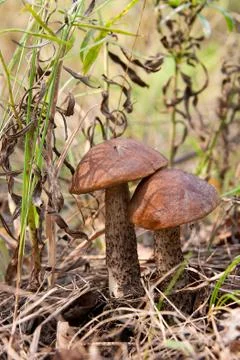 Close up view of two brown cap boletus growing in forest. Stock Photos