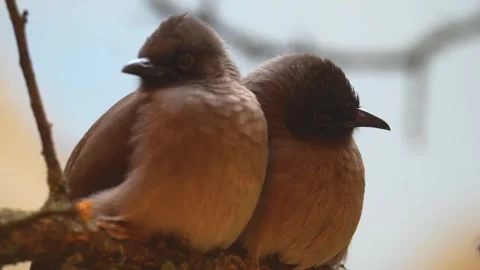 Close view of two Bulbul Birds Stock Footage 263052697