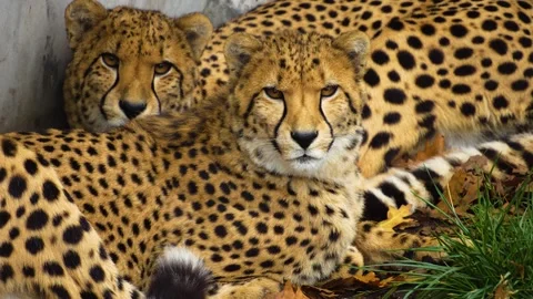 Close view of two cheetahs heads Stock Footage 258848959