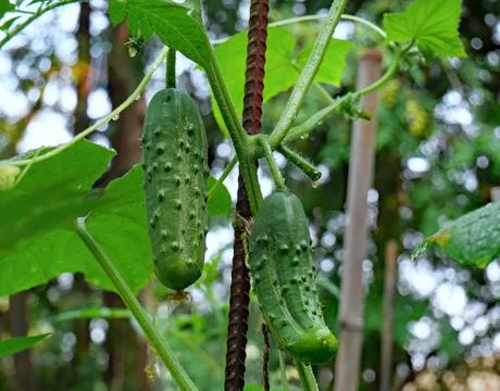Close up view of two cucumbers growing on the vine Close up view of two small Stock Photos