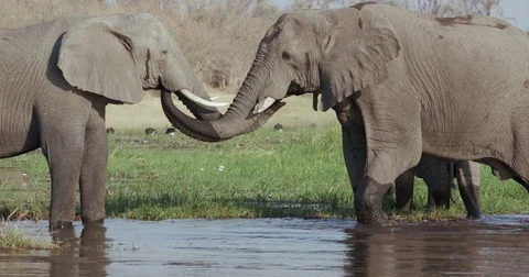 Close-up view of two elephants standing in shallow water and greeting with their Video stock 85264070