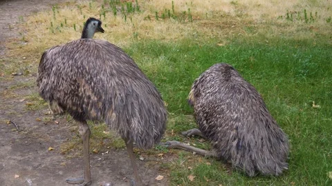 Close view of two Emus  Stock Footage 251740668