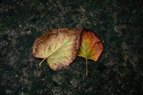 Close-up view of two fallen autumn leaves resting on a mossy stone surface Stock Photos