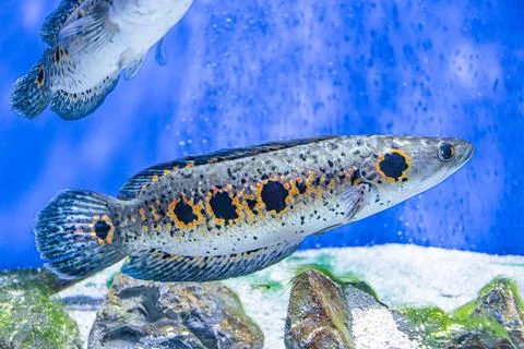Close-up view of two fish in an aquarium, distinct coloring and pattern Dark- Foto stock