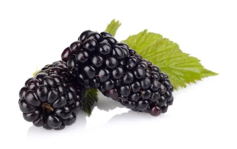 Close up view of two fresh blackberries with leaves isolated on white backgro Stock Photos