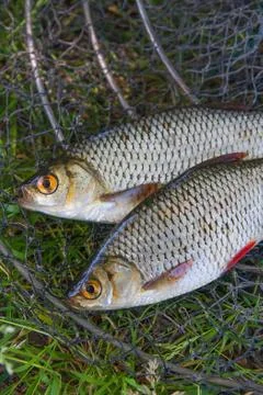 Close up view of two freshwater common rudd fish on black fishing net.. Stock Photos