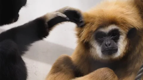 Close view of two gibbons Stock Footage 252643183