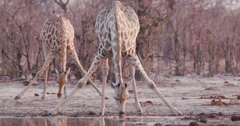 Close-up view of two giraffe with stretched out legs,one drinking at a Stock Footage 85251966