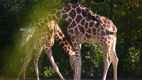 Close view of two giraffes Stock Footage 266673789