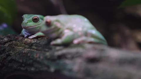 Close up view of two green Frogs Stock Footage 241018302