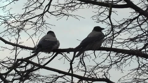 Close up view of two grey city crows sitting on tree branch. Stock Footage 130953226