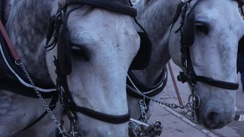 Close view of two horse Stock Footage 266429576