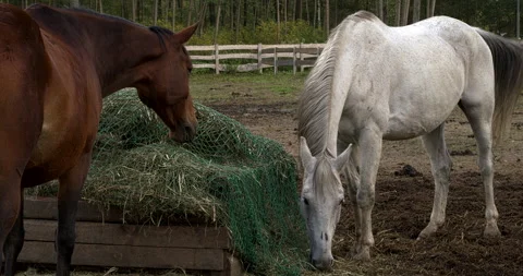 Close-up view of two horses eating hay from a slow feeder net. Stock Footage 296600125