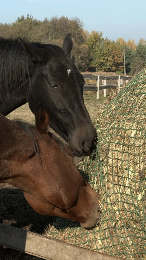 Close up view of two horses eating hay from a slow feeder net. Stock Footage 310624626