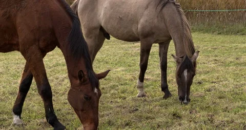 Close-up view of two horses grazing in the meadow. Stock Footage 295788769