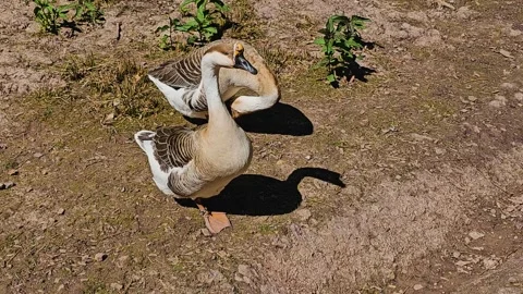 Close view of two indian geese Stock Footage 274200021