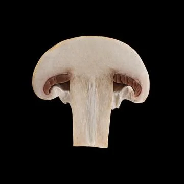 Close up view of two isolated sliced brown champignons on black background. Foto stock