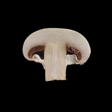 Close up view of two isolated sliced brown champignons on black background. Foto stock