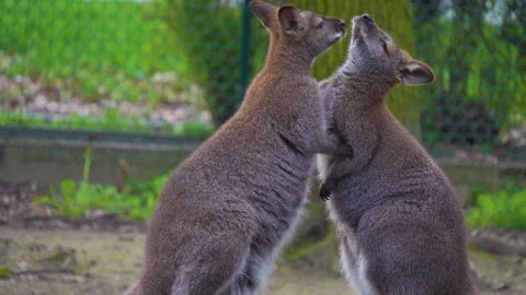 Close view of two kangaroos Stock-Footage 274636913