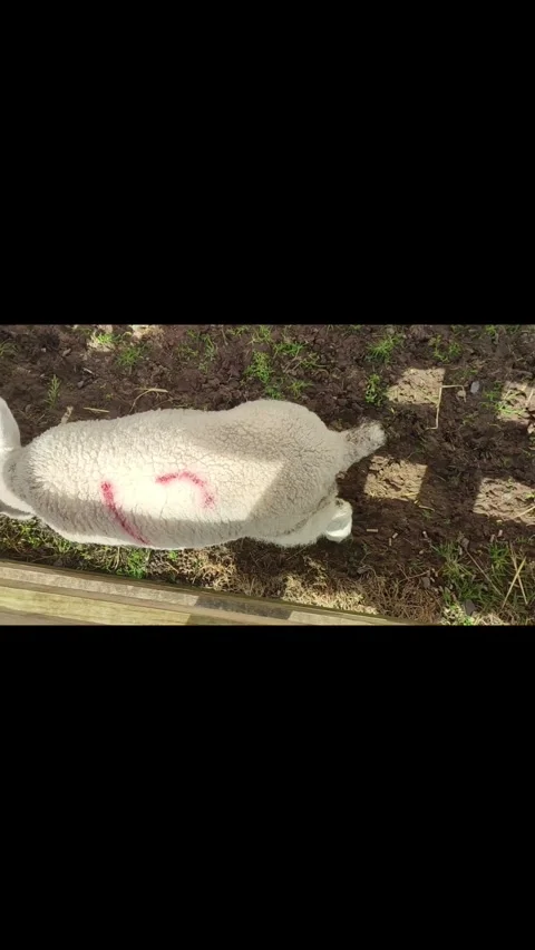 Close-up view of two lambs Vidéo 336462132