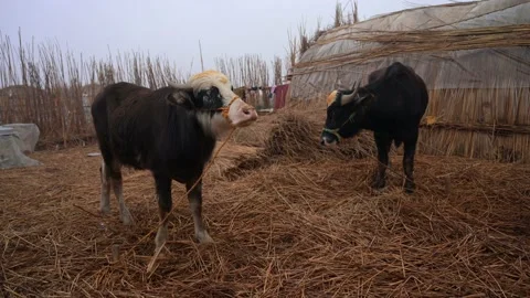 Close view of two large bulls standing by hut at Mesopotamian Marshes Stock Footage 237906022