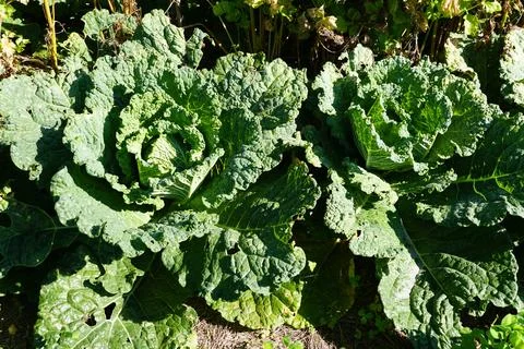 Close-up view of two large heads of savoy cabbage growing in a sunny garden.. Stock Photos
