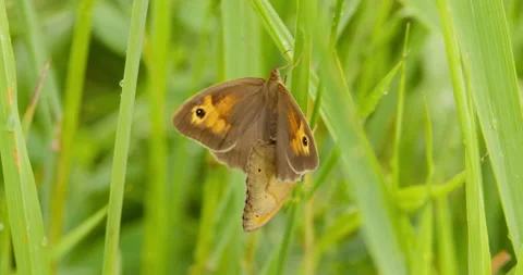 Close up view of two meadow brown butterflies matting on a blade of grass Video stock 262649486