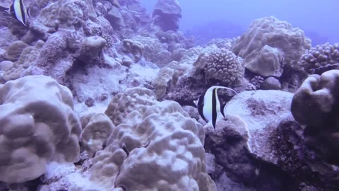 Close up view to two Moorish Idol Zanclus corntus butterfly fishes at the side o Stock Footage 261681864