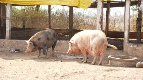 Close view of two old pigs, View of a old pig Video stock 147676091