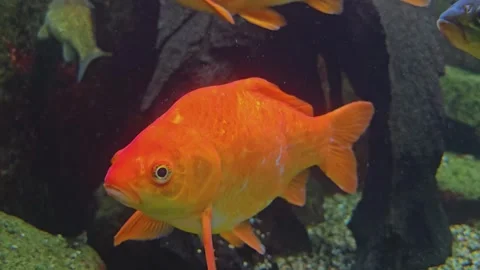 Close up view of two orange carps Stock Footage 253057712