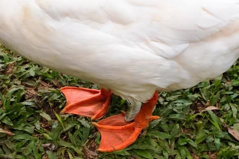 Close up view of two orange legs of white goose Stock Photos