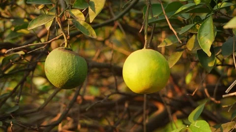 Close-up view of two oranges, Ripe and green orange in one frame Stock Footage 151956668