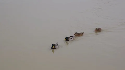Close up view of two pair of ducks swimming upstream in the river. Stock Footage 99722856