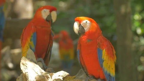 Close up view of two parrots Stock Footage 88022209