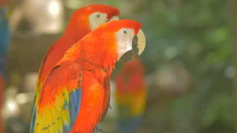 Close up view of two parrots Stock Footage 88022319