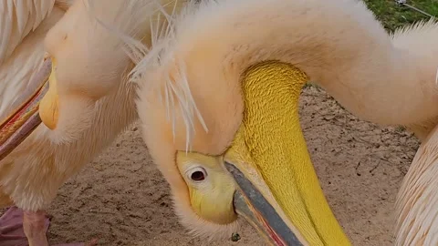 Close view of two pelicans Stock Footage 267580291