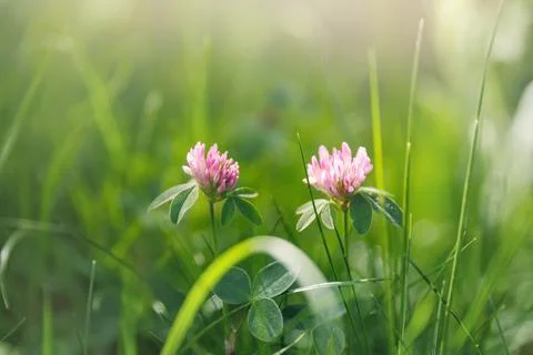 Close-up view two pink clover flowers blooming at lush green grass meadow in Stock-Fotos