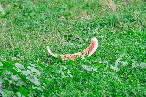 Close-up view of two pink objects camouflaged by green foliage, soft diffused Stock Photos