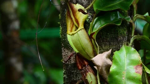 Close up view of Two Pitcher plants. Kinabalu National Park. Sabah, Borneo Stock Footage 255637759