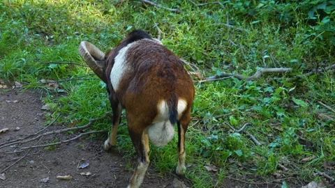 Close view of two rams Stock Footage 252155059