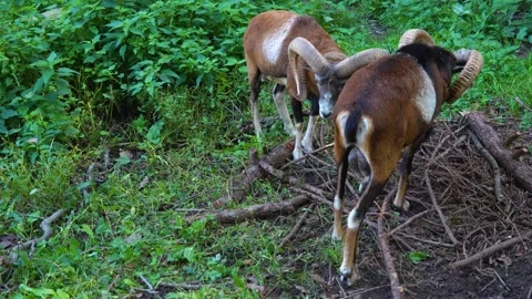 Close view of two rams Stock Footage 252156962